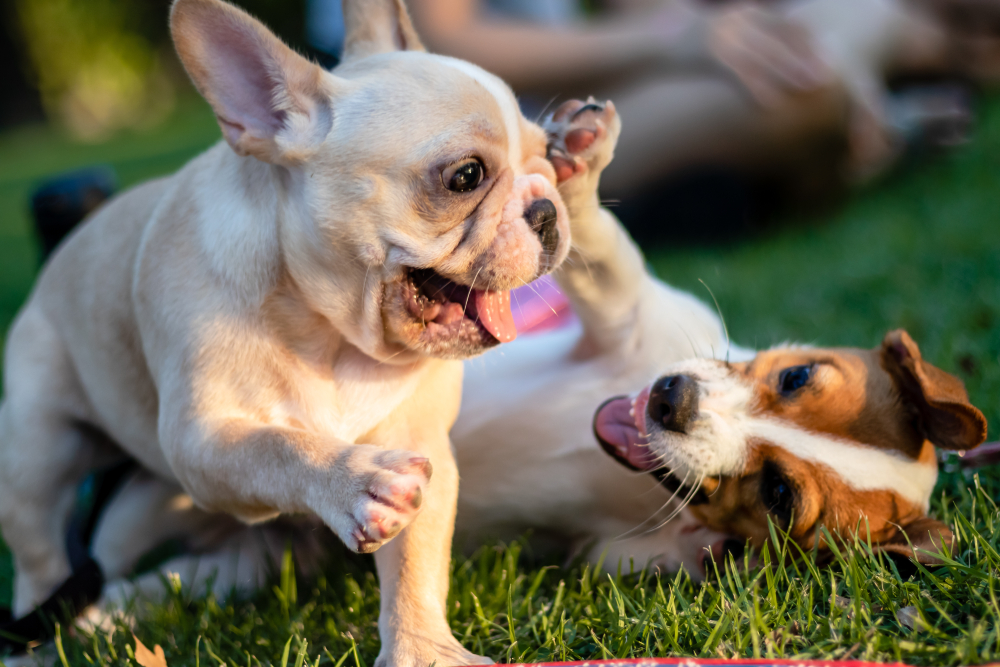 Jack Russell and French Bulldog Puppy dog playing the park