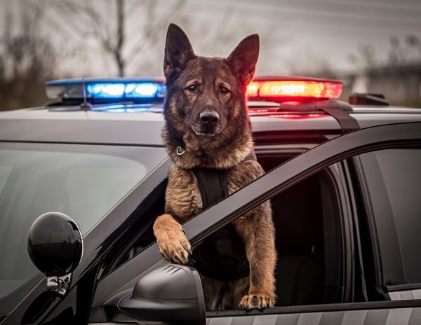 K9 dog in the police car