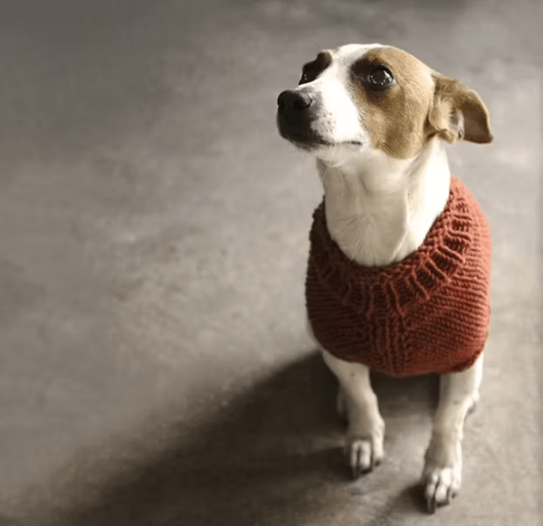 Knitted Jumper for Small Dogs