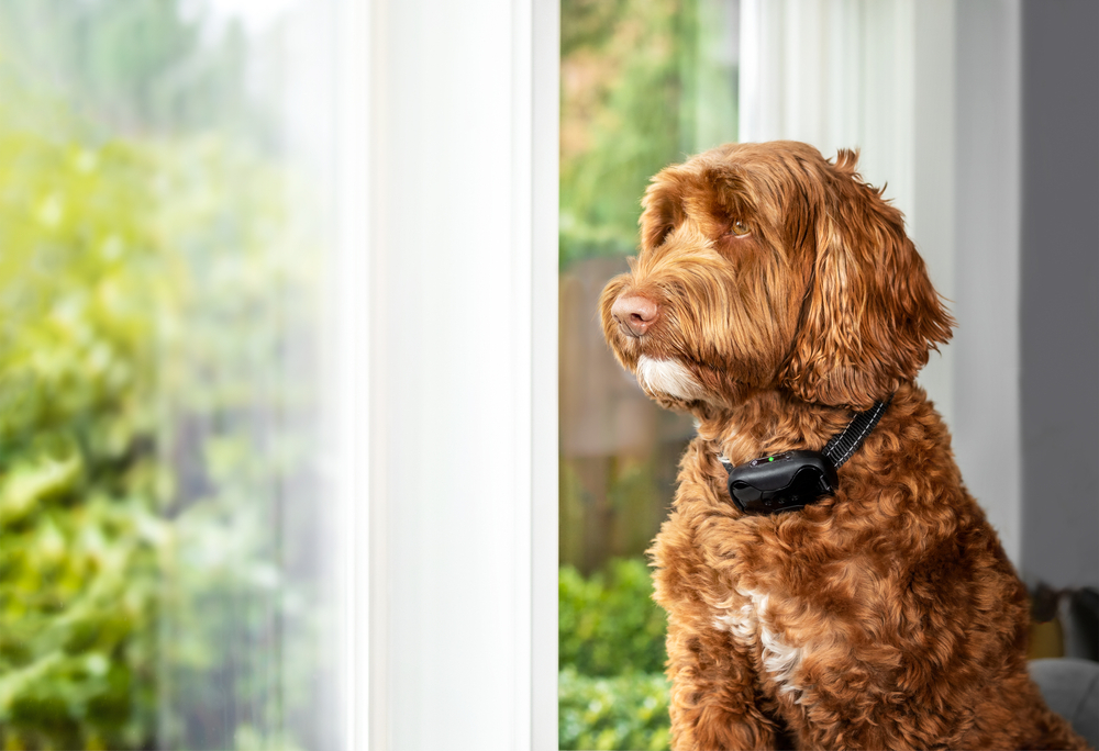 Labradoodle dog wearing bark collar or shock collar looking at the window