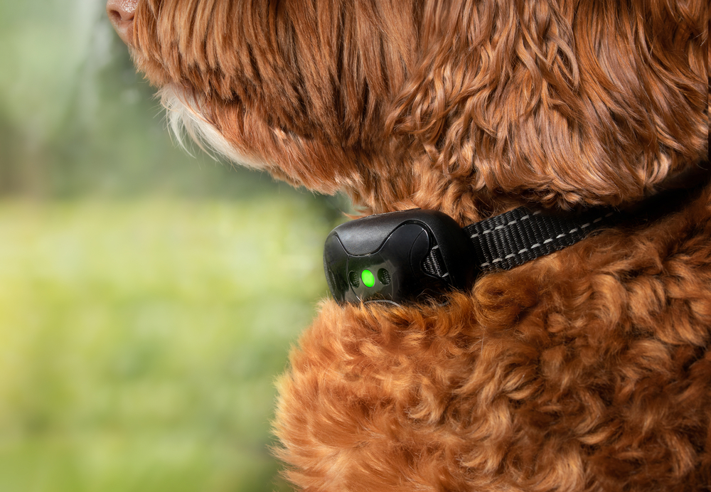 Labradoodle dog wearing bark collar training collar or Shock Collar