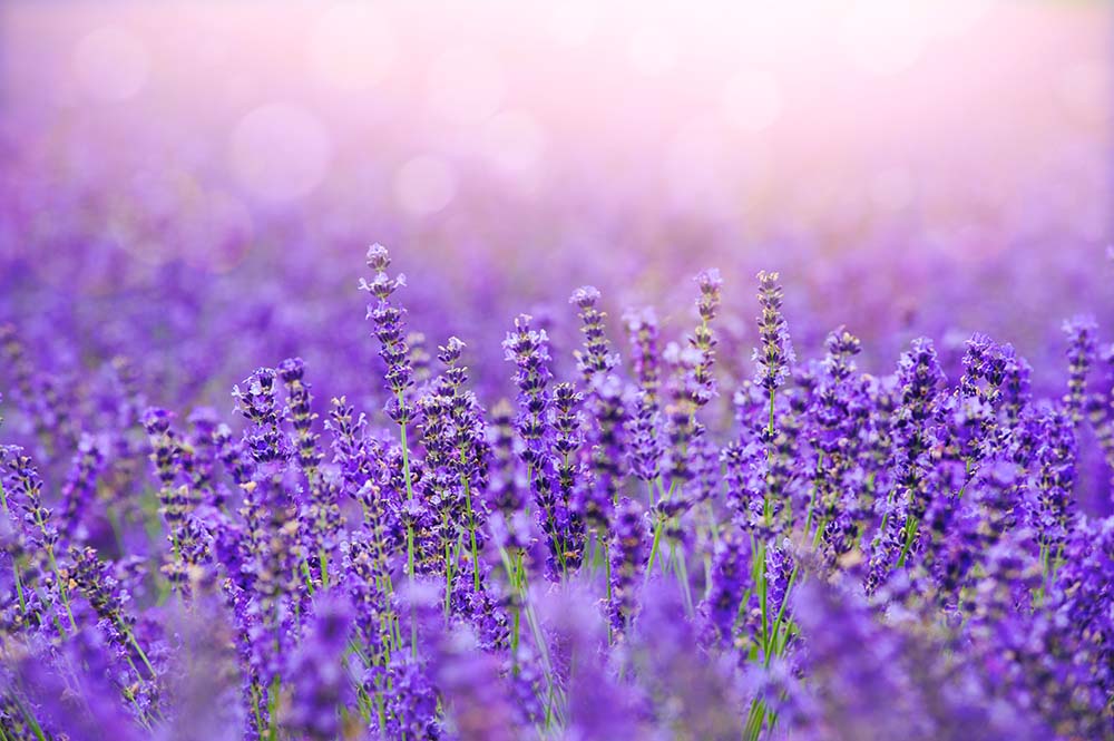 Lavender flowers