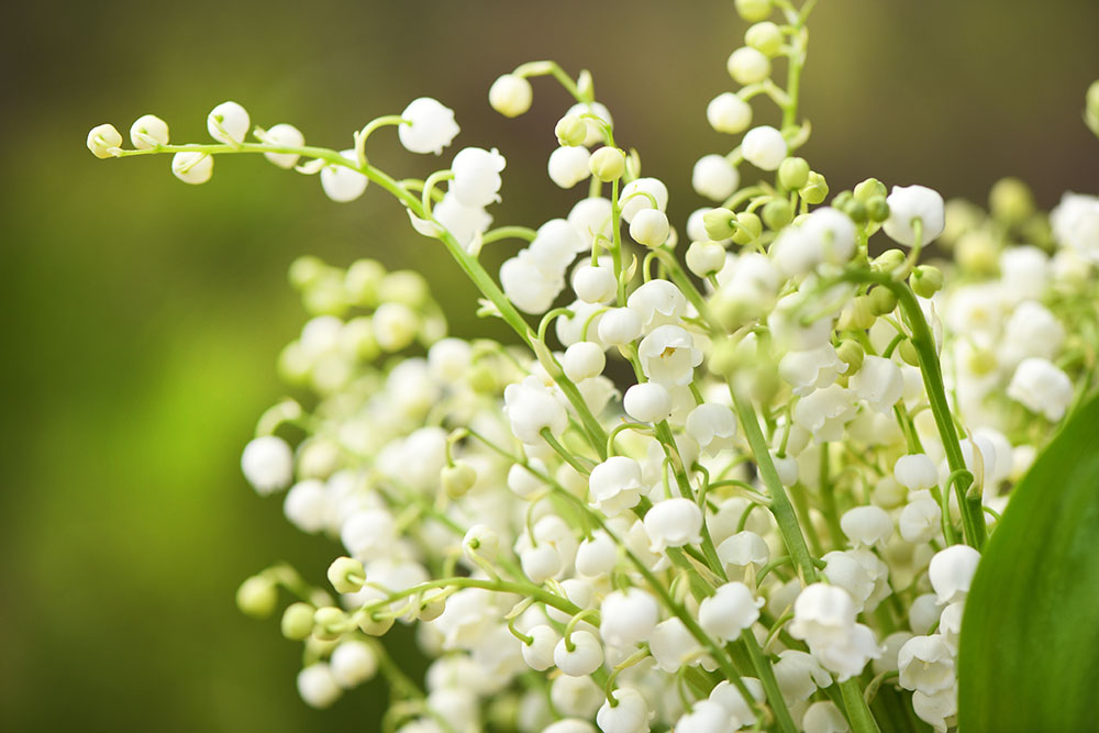 Lily of the valley flowers