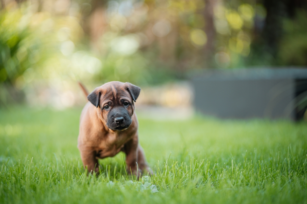 Little Red Thai Ridgeback Dog Puppy playing outside