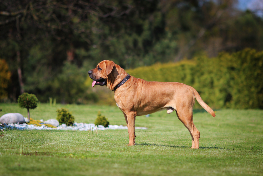 Male Tosa Inu standing in the grass