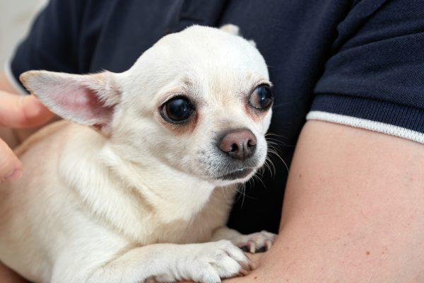 Man holding small shivering dog in his arms