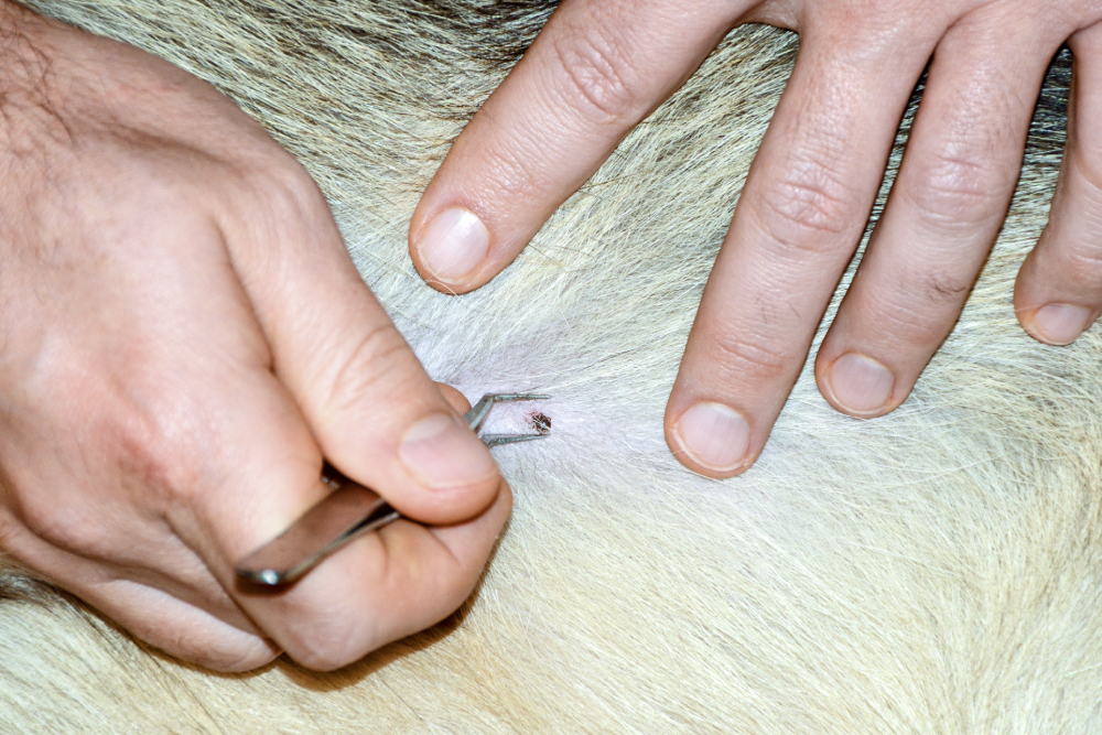 Man removing tick from dog with tweezers