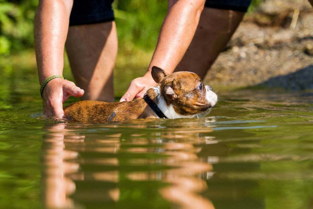 Man teaching a Boston terrier puppy swim in the water