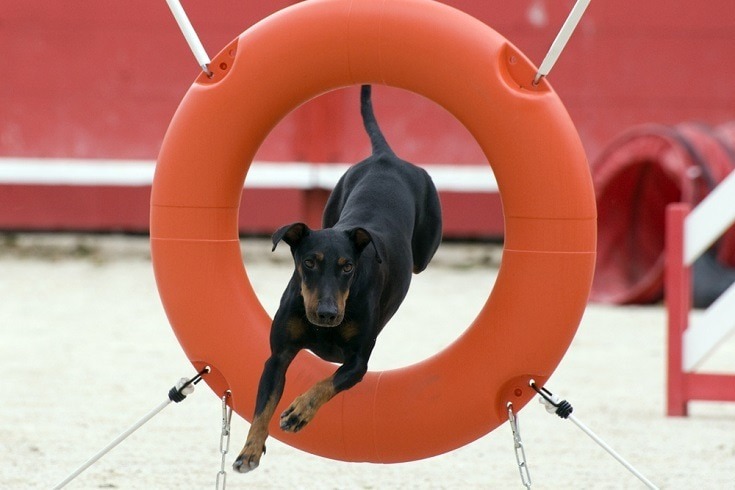 Manchester-Terrier Agility Course
