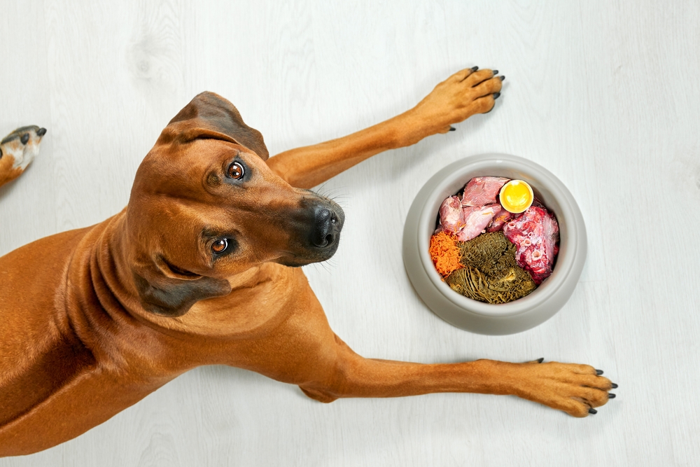 Natural dog food Dog lying near its bowl