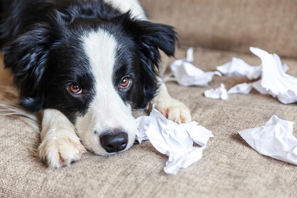 Naughty playful puppy dog border collie playing with paper