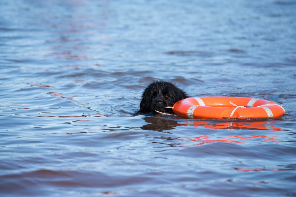 Newfoundland dog doing water training