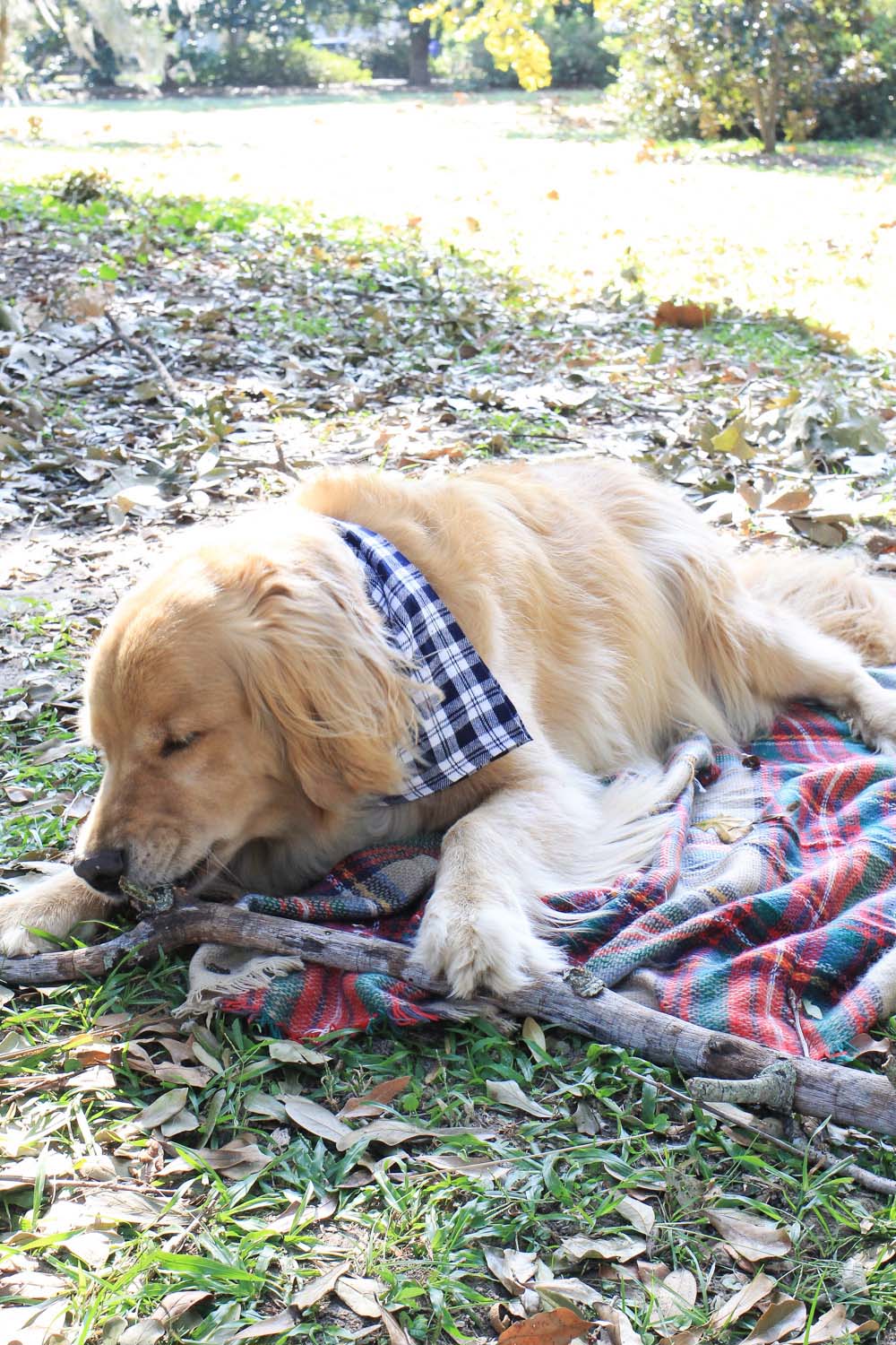 No-Sew Flannel Dog Bandana