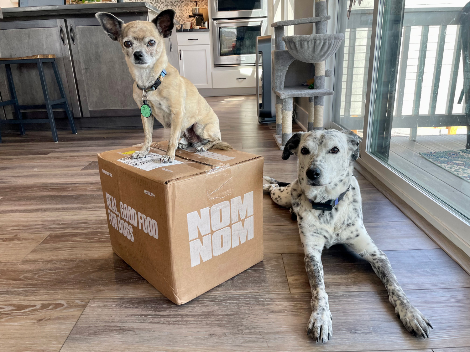 Nom Nom Subscription Dog Food - papyrus and rags with nom nom box