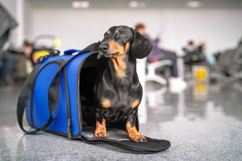 Obedient dachshund dog sits in blue pet carrier in public place 