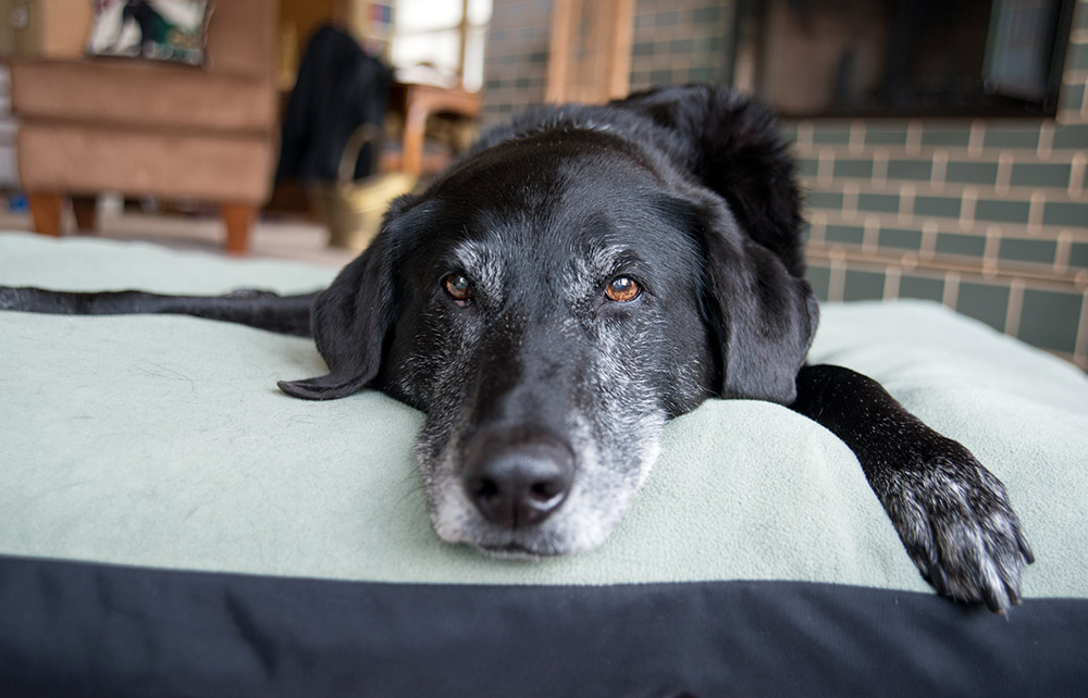 Old Black Dog with Gray Muzzle Relaxing at Home