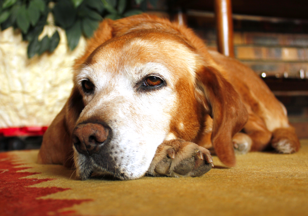 Old dog with sad expression