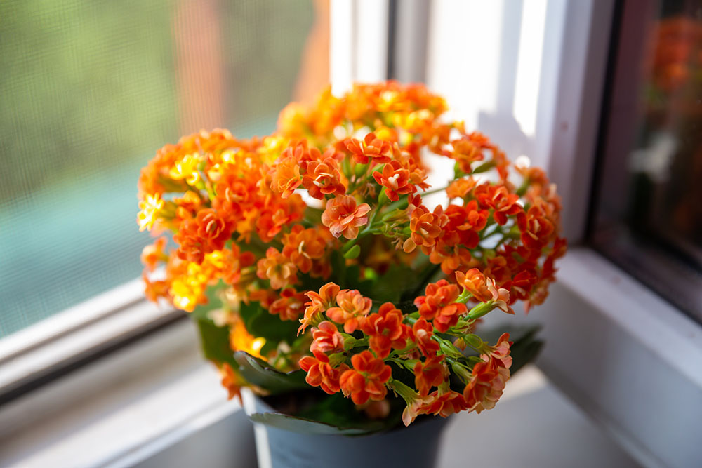 Orange kalanchoe on the windowsill