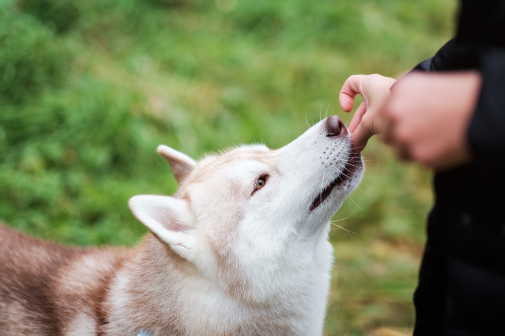 Owner giving treats as reward for training dog