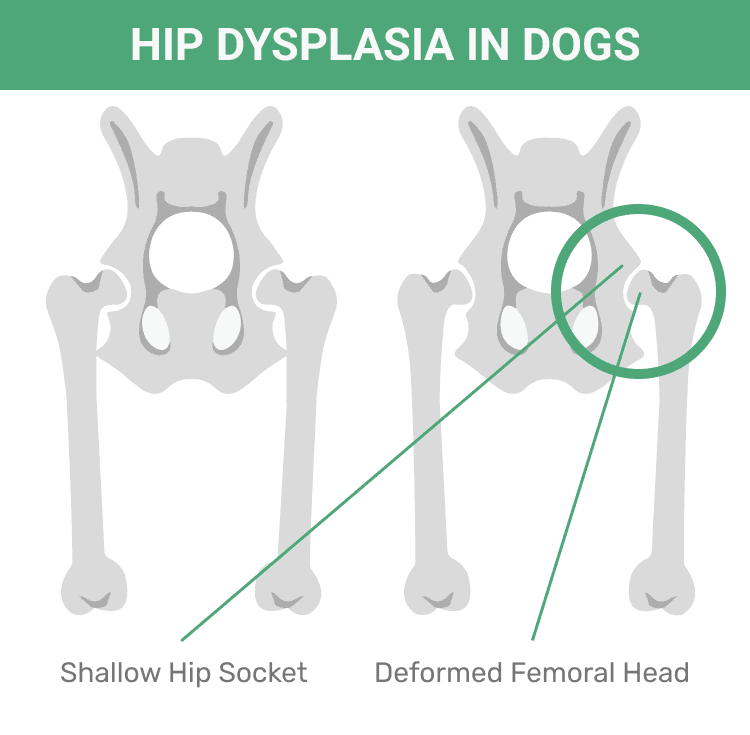 hip dysplasia successful  dogs