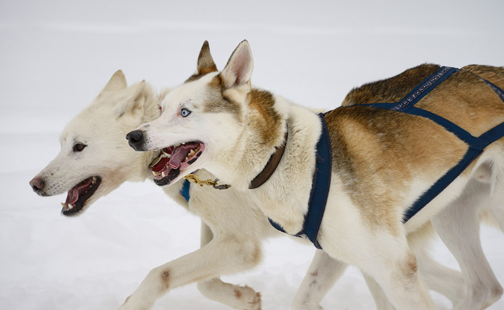 Panting pair of lead Seppala Siberian Sleddogs pulling a dog sled in a winter race