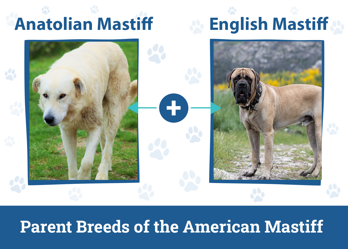 Parent Breeds of the American Mastiff