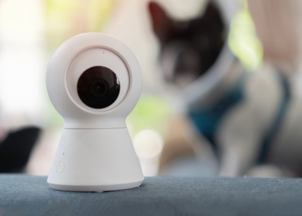 Pet security camera set in the room with dog is sitting on a sofa
