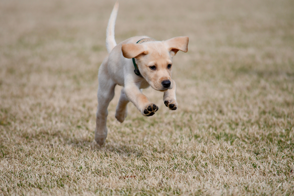 Playful yellow lab puppy jumping