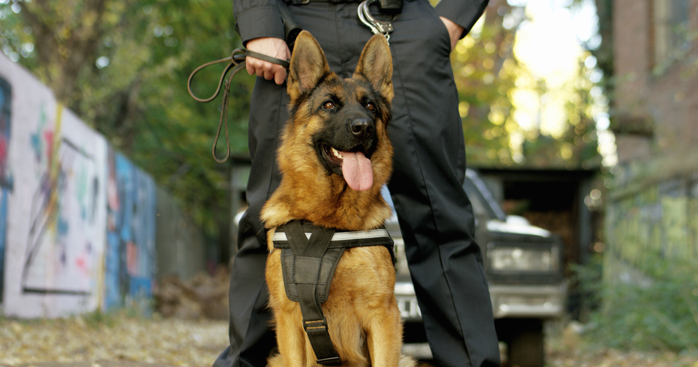 Police officer with his german shepherd dog