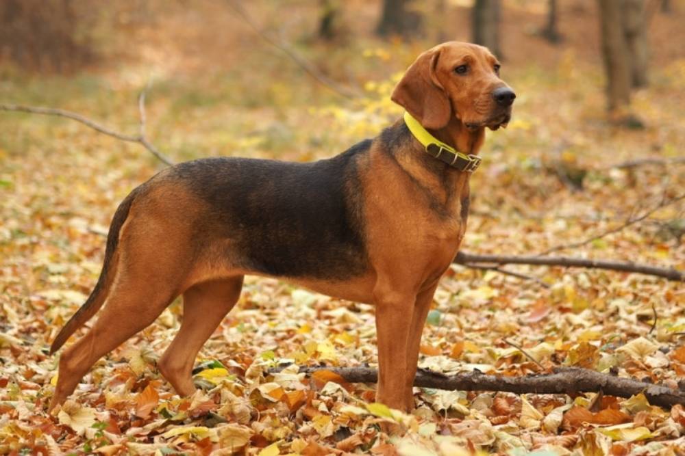 Polish-hound-standing-in-the-woods