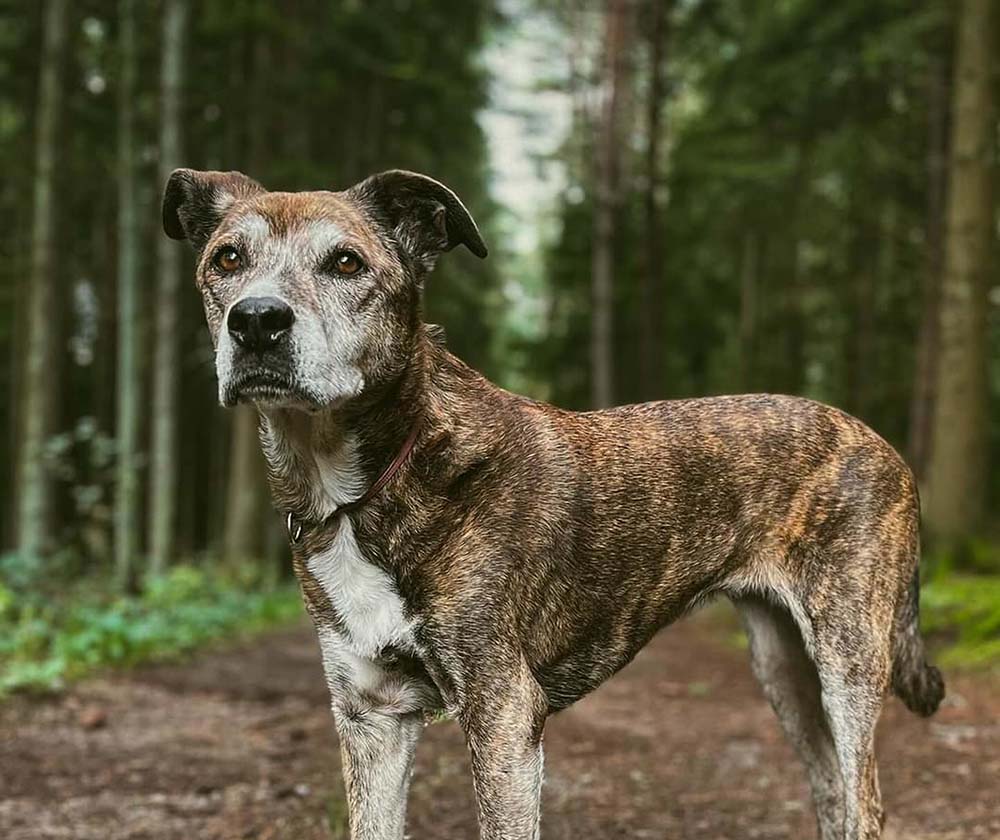 Portrait of a cute Treeing Tennessee Brindle dog in the forest