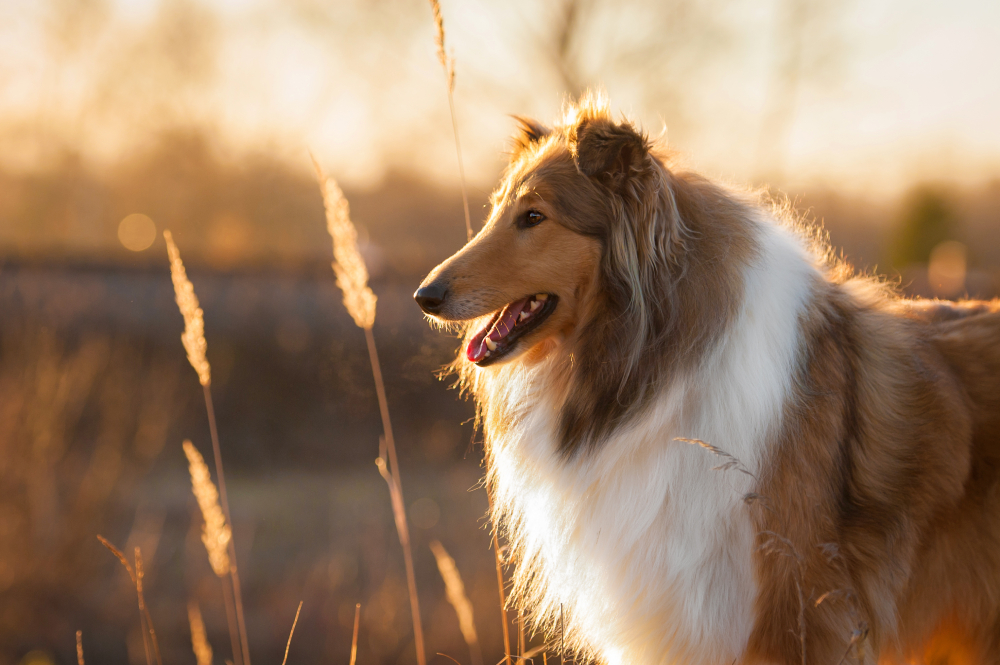 Portrait of rough collie at sunset close up