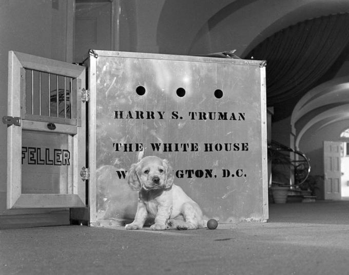 President-harry-truman-dog-feller