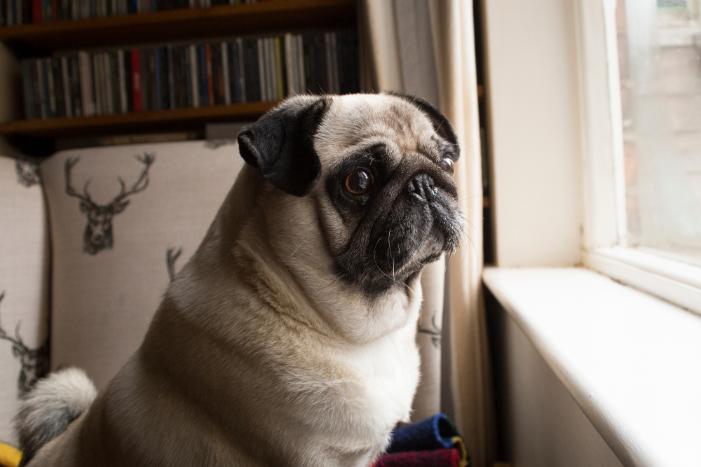 Pug dog looking out window, Pet home alone sad waiting for owner, separation anxiety, lonely