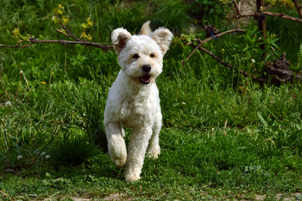 Pumi dog in the garden