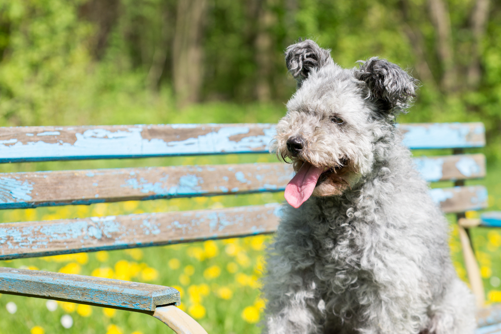 Pumi dog sitting on a bench