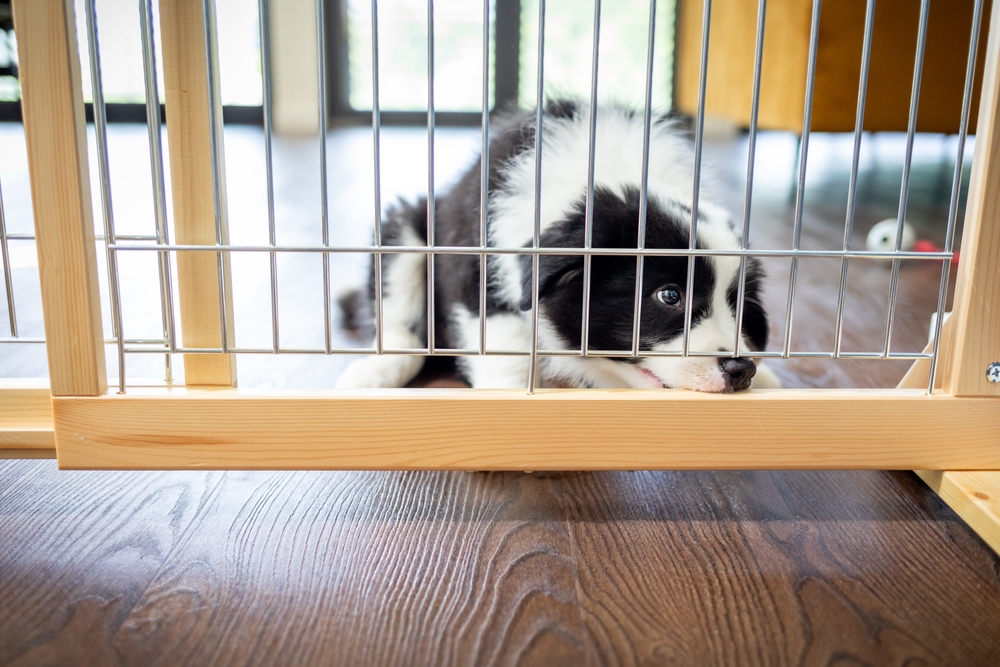 Puppy Border Collie biting dog fence or barrier at home