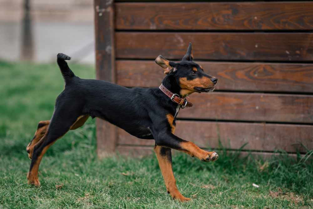 Pure breed Transylvanian Hound puppy running in a dogpark