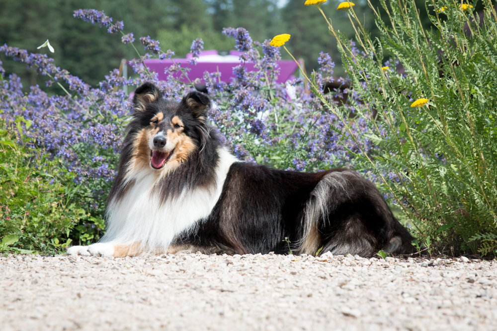 Purebred black sable white long haired rough collie lies outdoors