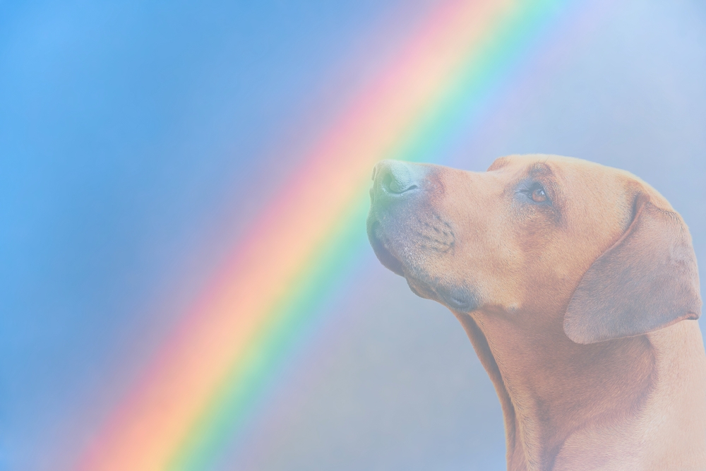 Rainbow image over dog