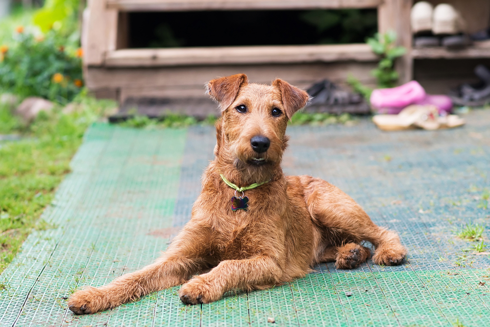 Red Irish terrier