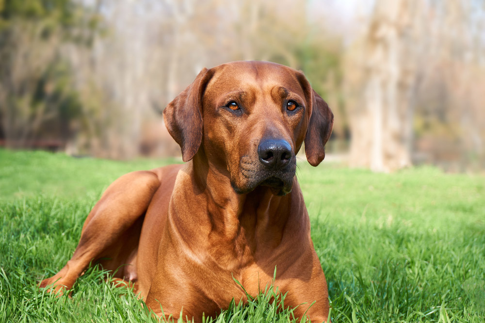 Rhodesian Ridgeback dog lying on grass