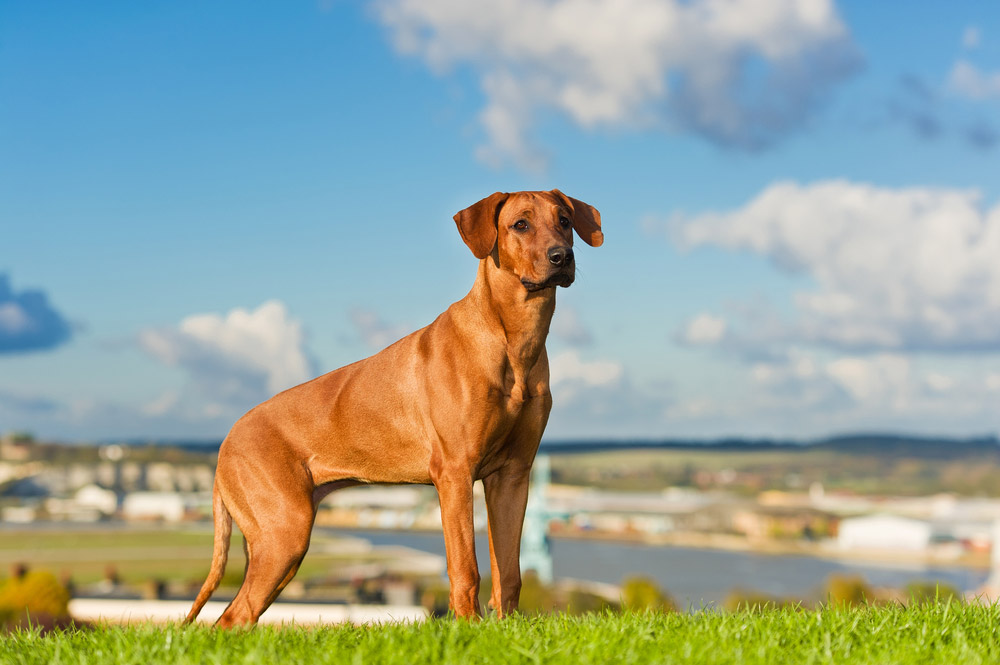 Rhodesian Ridgeback dog standing on grass