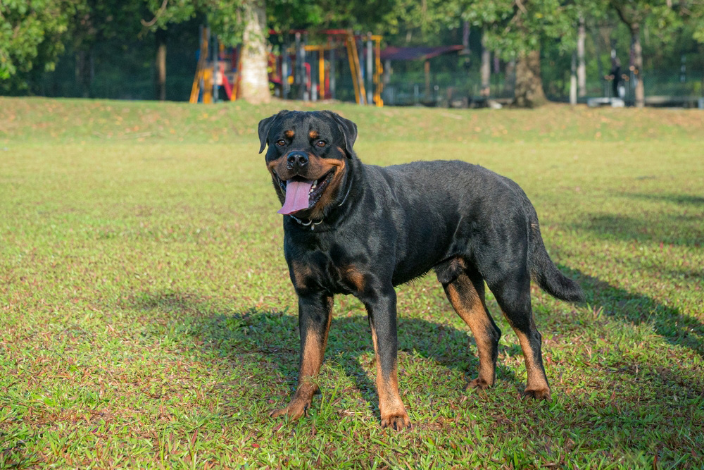 Rottweiler dog standing at the park