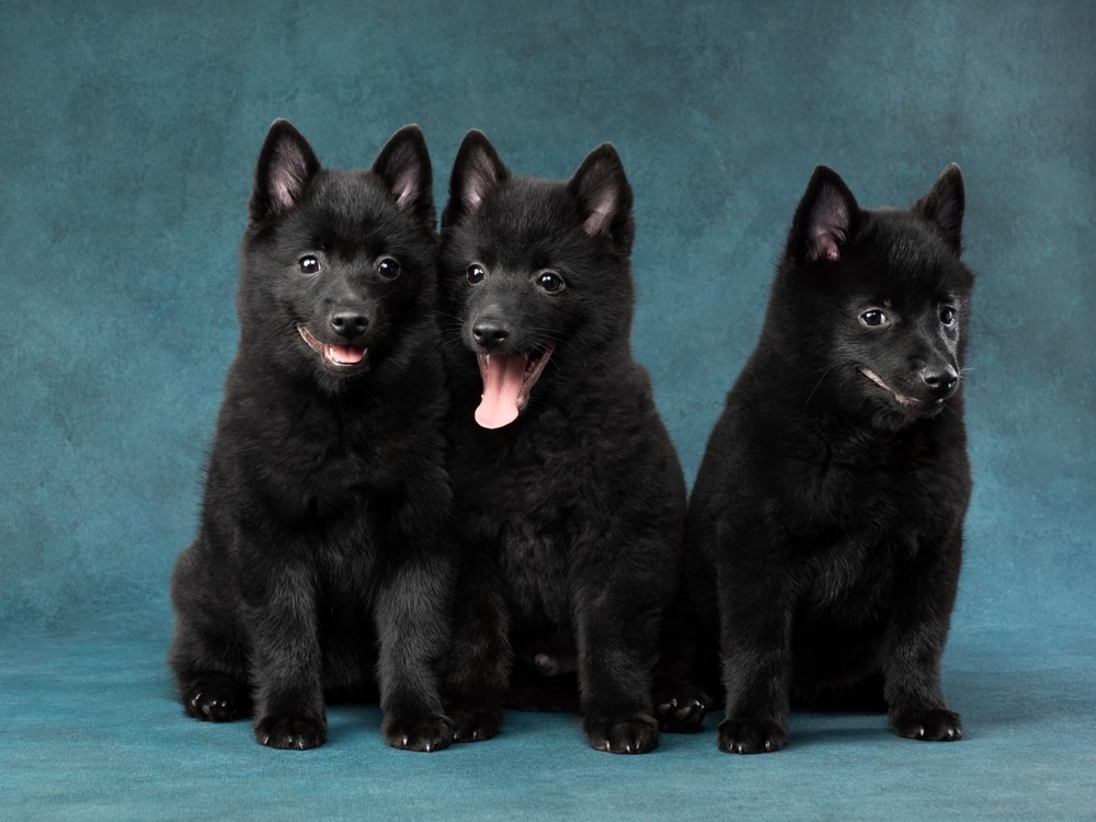 Schipperke puppies