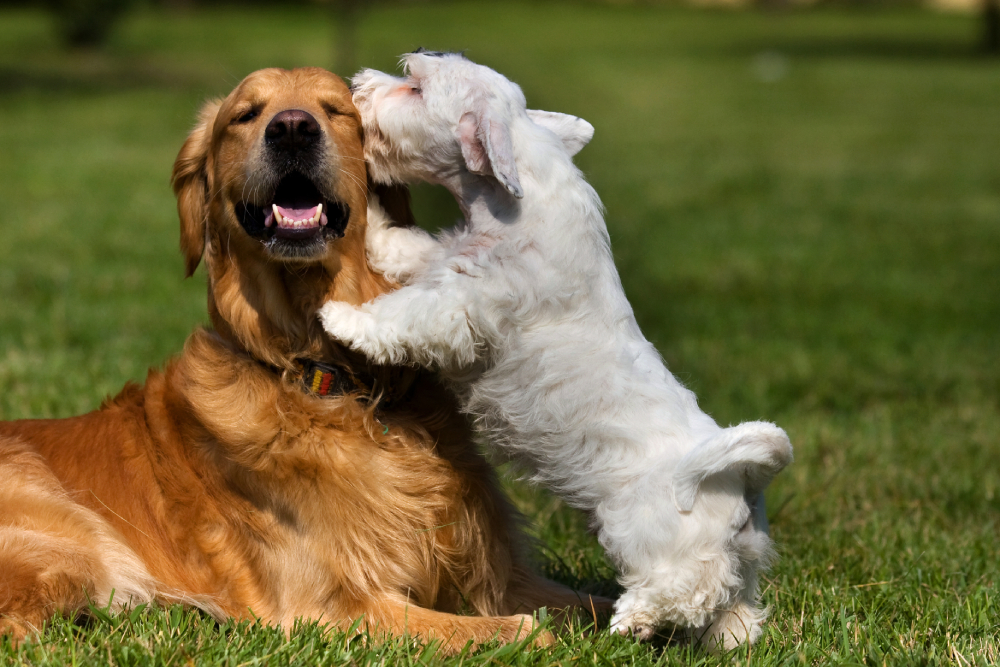 Sealyham Terrier and golden retriever dog playing together