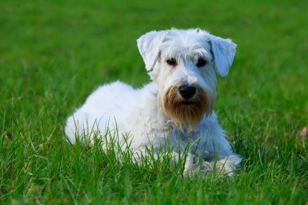 Sealyham Terrier lies on a grass outdoor