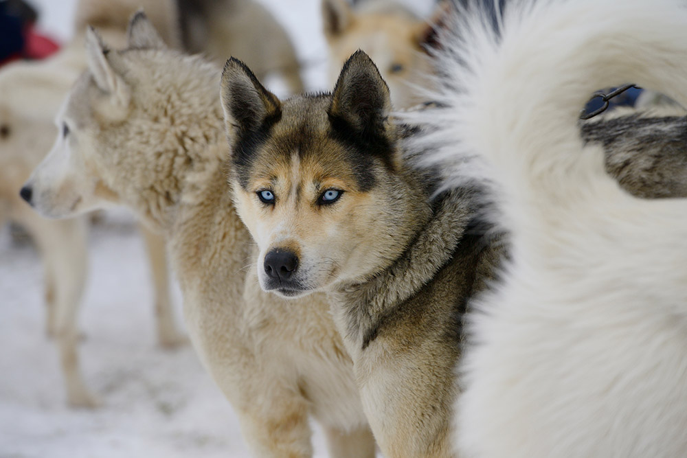 Seppala Siberian Sleddog with blue eyes waiting to be harnessed for dog sled races