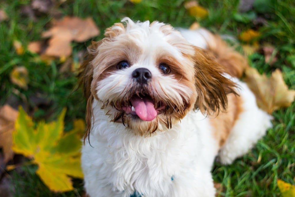 Shih Tzu puppy playing in the grass