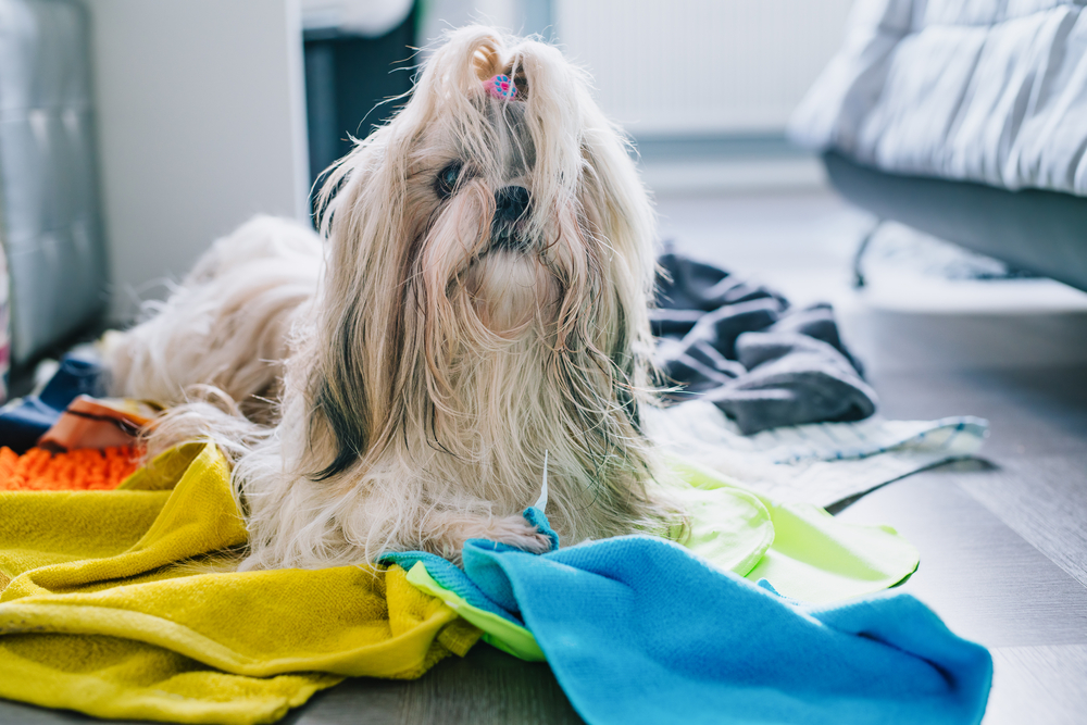 Shih tzu dog making mess at home and steal all rags and towels